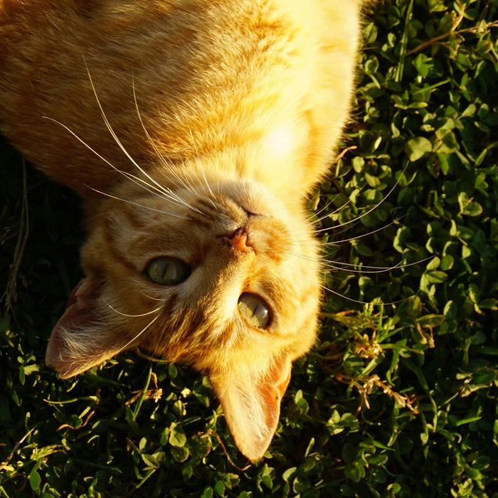cat lying in grass