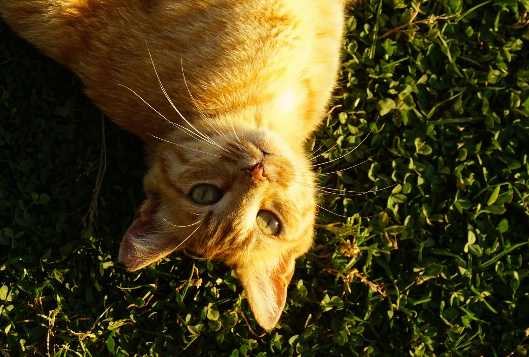 cat lying in grass
