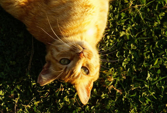 cat lying in grass