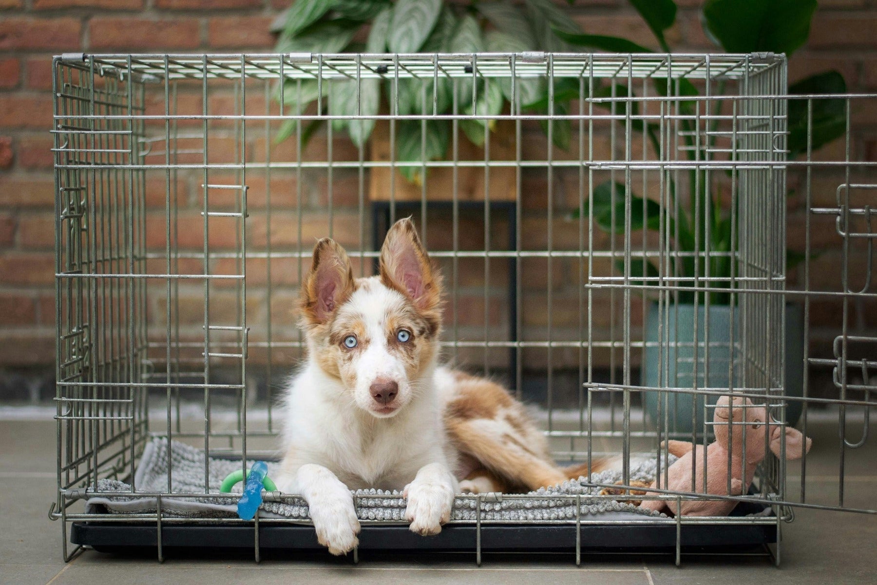 puppy relaxing inside crate