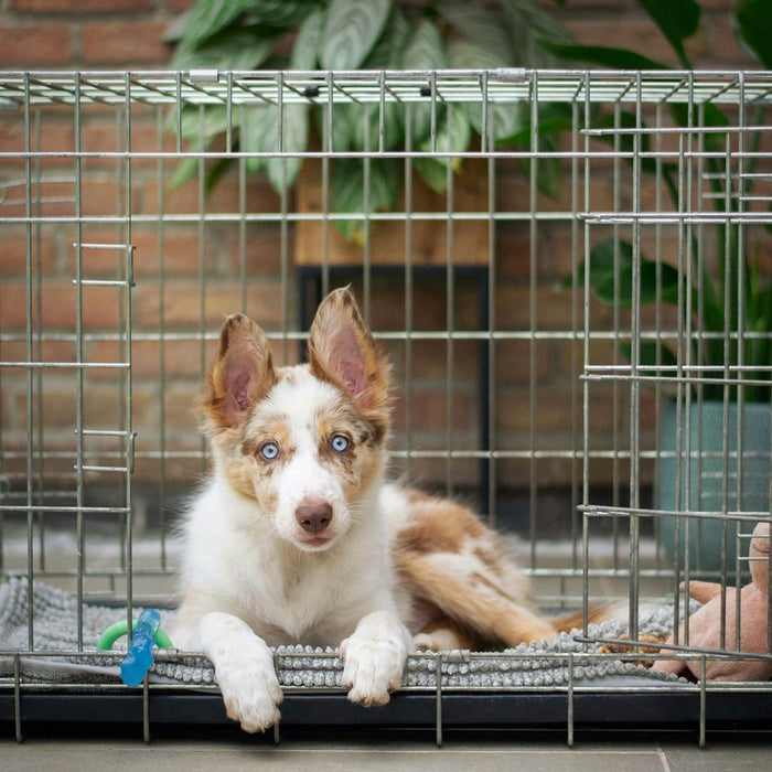 puppy relaxing inside crate