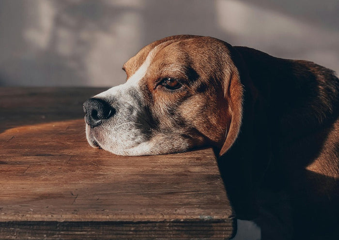 bored dog