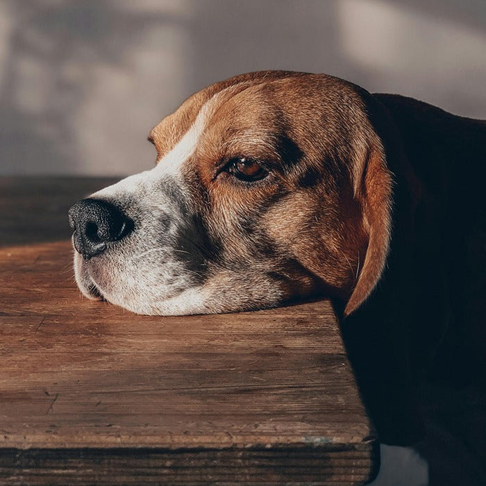 bored dog