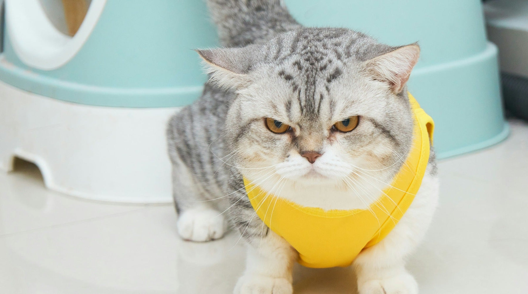 cat beside litter box