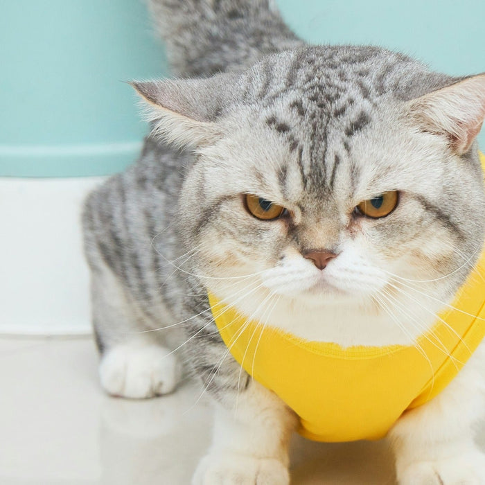 cat beside litter box