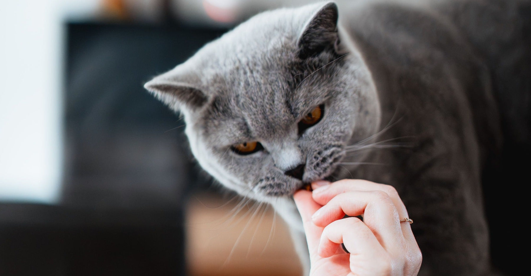 cat eating from hand