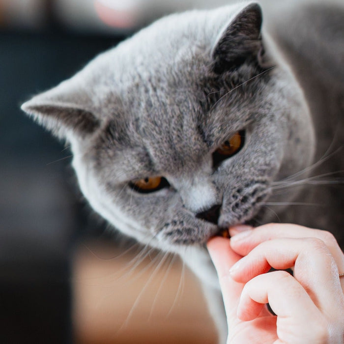 cat eating from hand