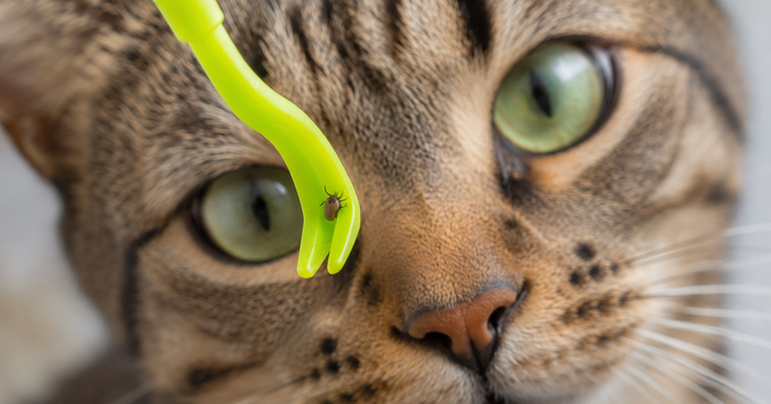 cat looking at tick remover tool