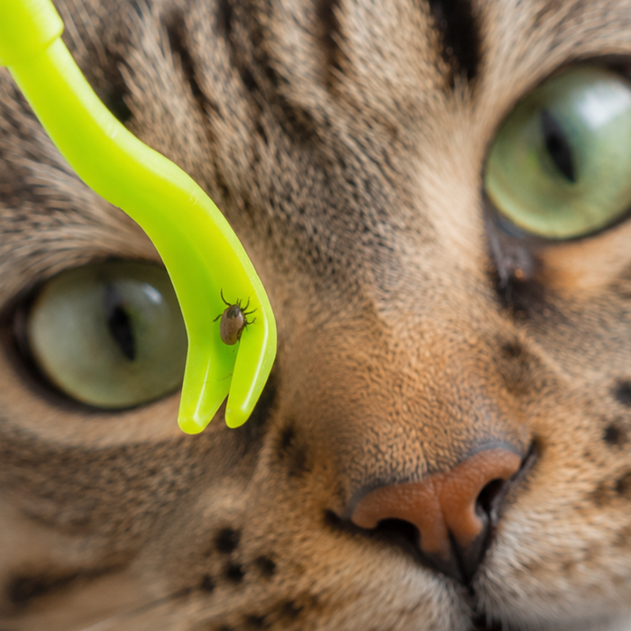 cat looking at tick remover tool