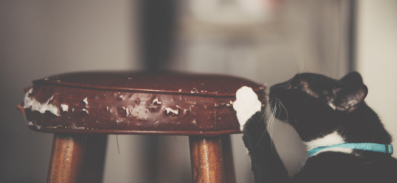 cat scratching bar stool
