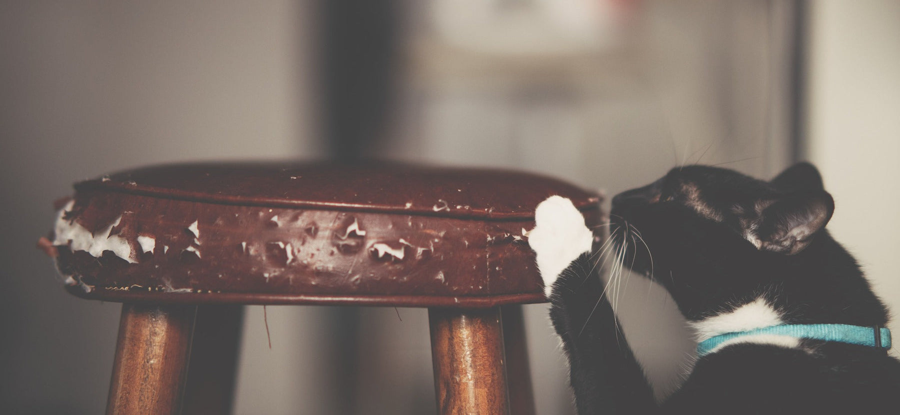 cat scratching bar stool