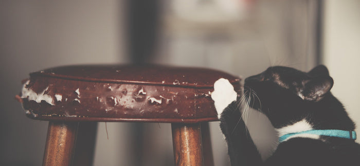 cat scratching bar stool
