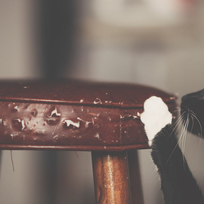 cat scratching bar stool