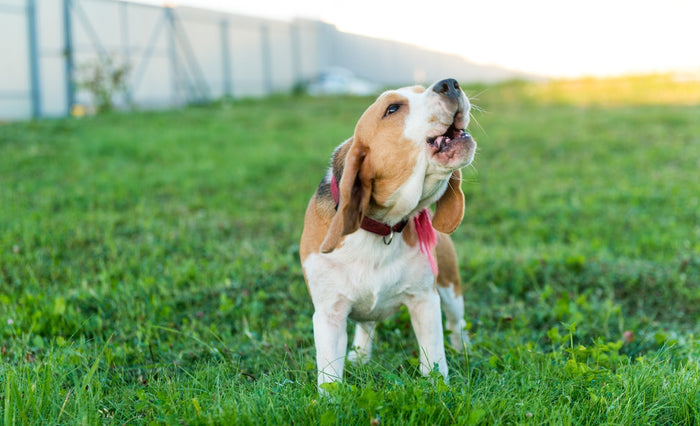 beagle barking