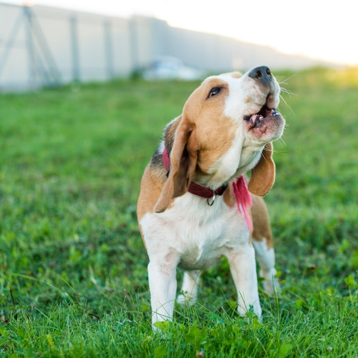 beagle barking