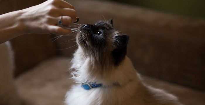 person giving cat treat