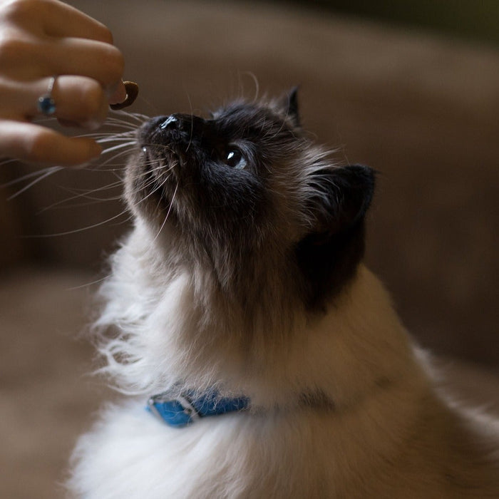 person giving cat treat