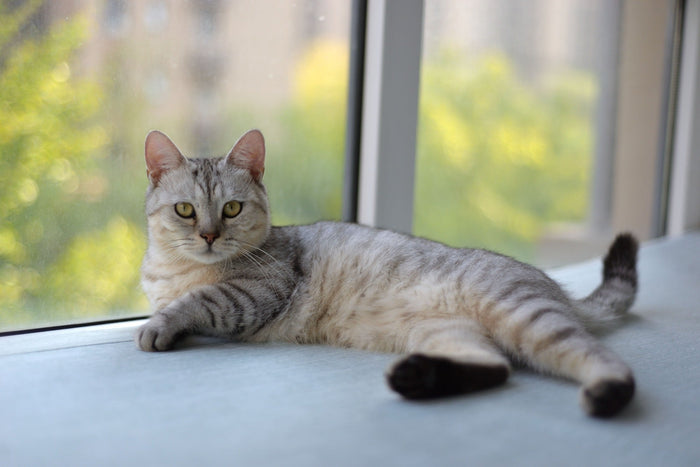 cat lying at window