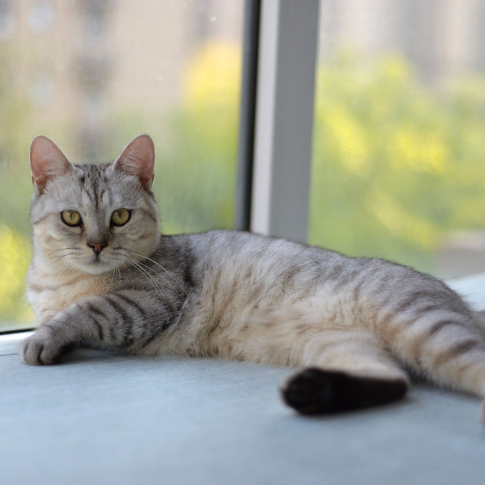 cat lying at window