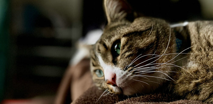 cat lying on bed
