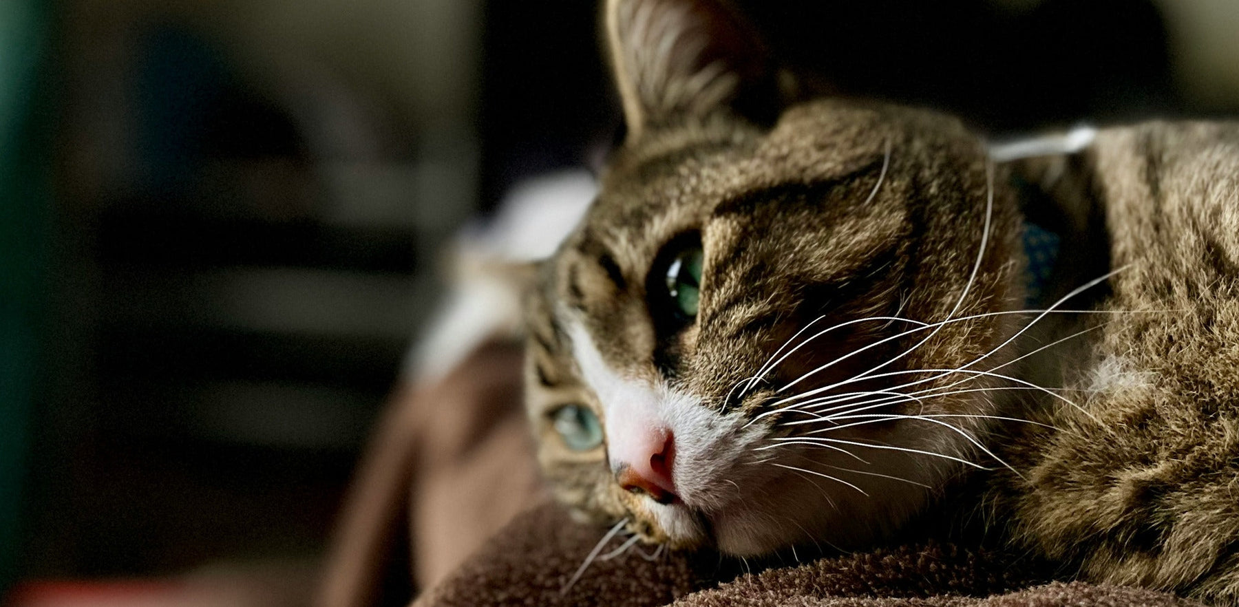 cat lying on bed