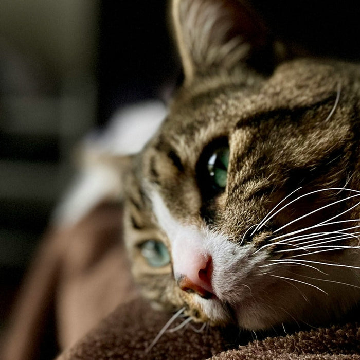 cat lying on bed