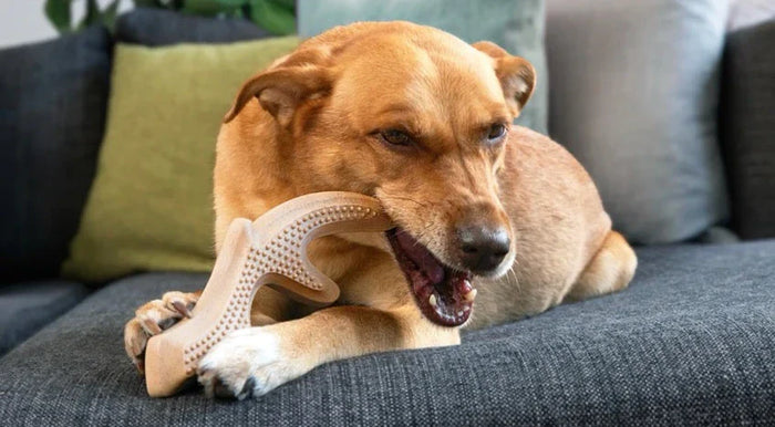 woof honestchew 