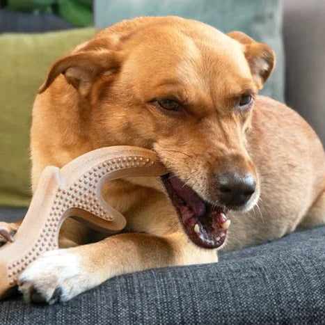 woof honestchew 