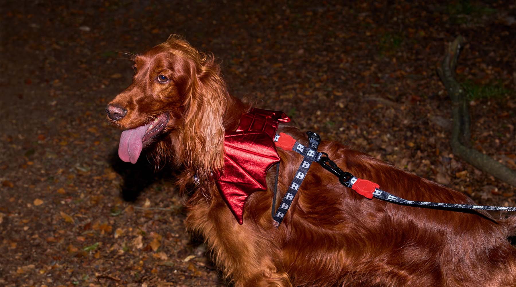 Dog Halloween Costume