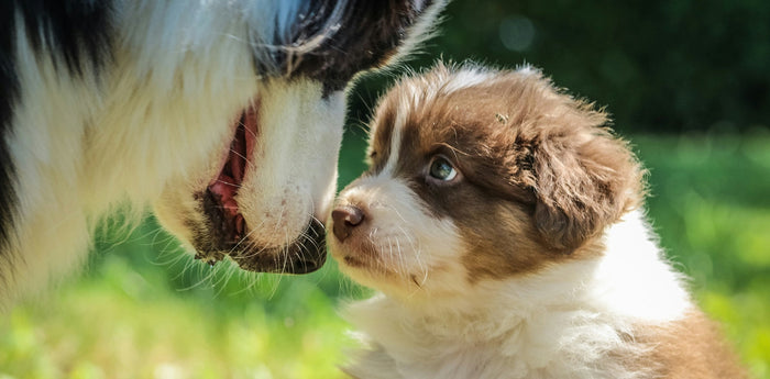 dog looking at puppy