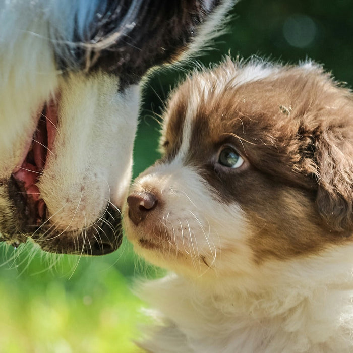 dog looking at puppy