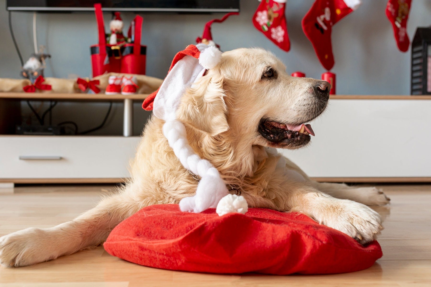 dog stocking fillers