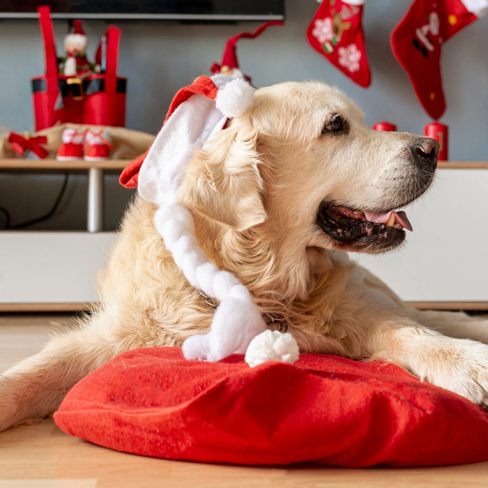 dog stocking fillers
