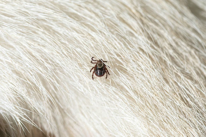 tick on dog fur