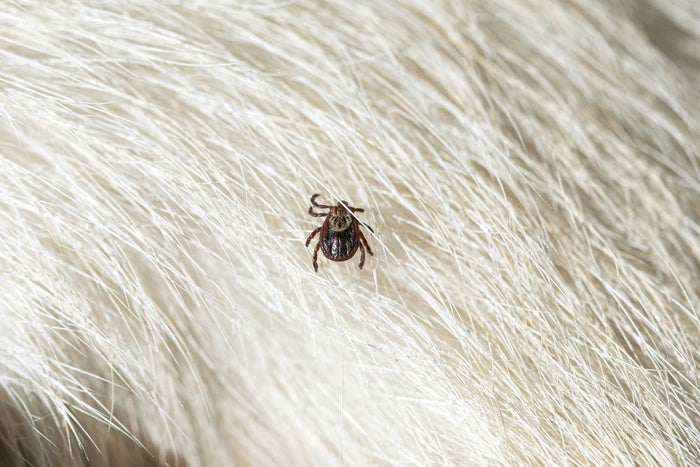 tick on dog fur