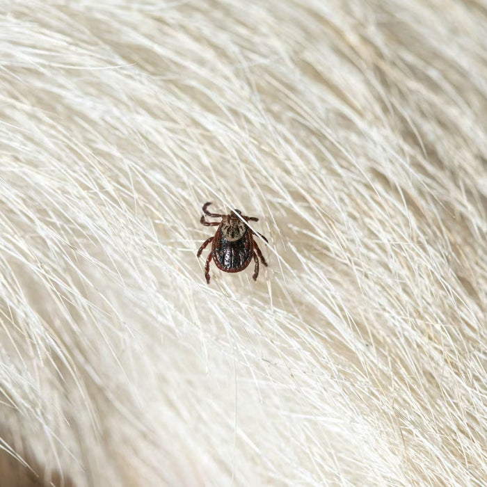tick on dog fur