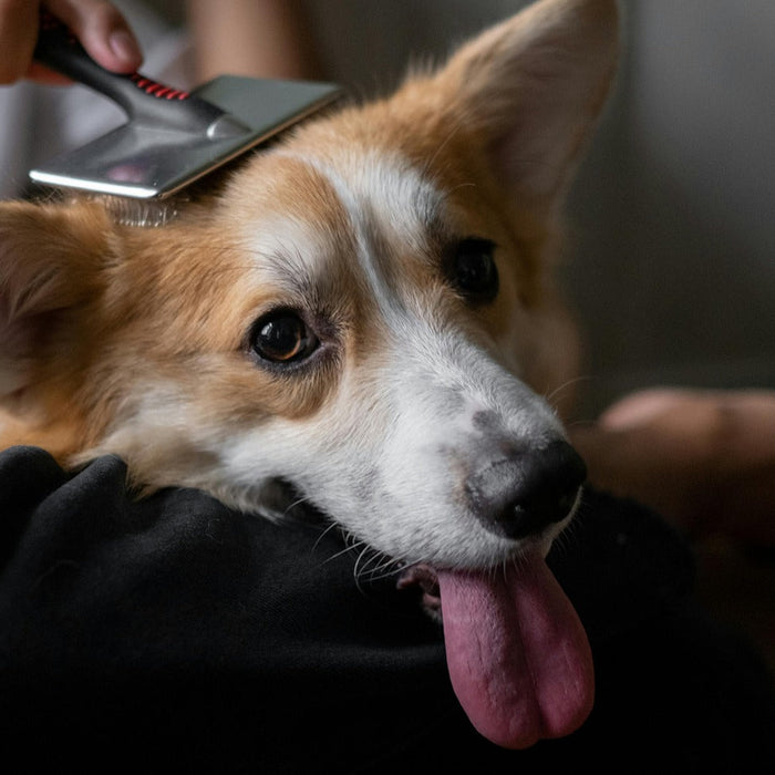 corgi being brushed