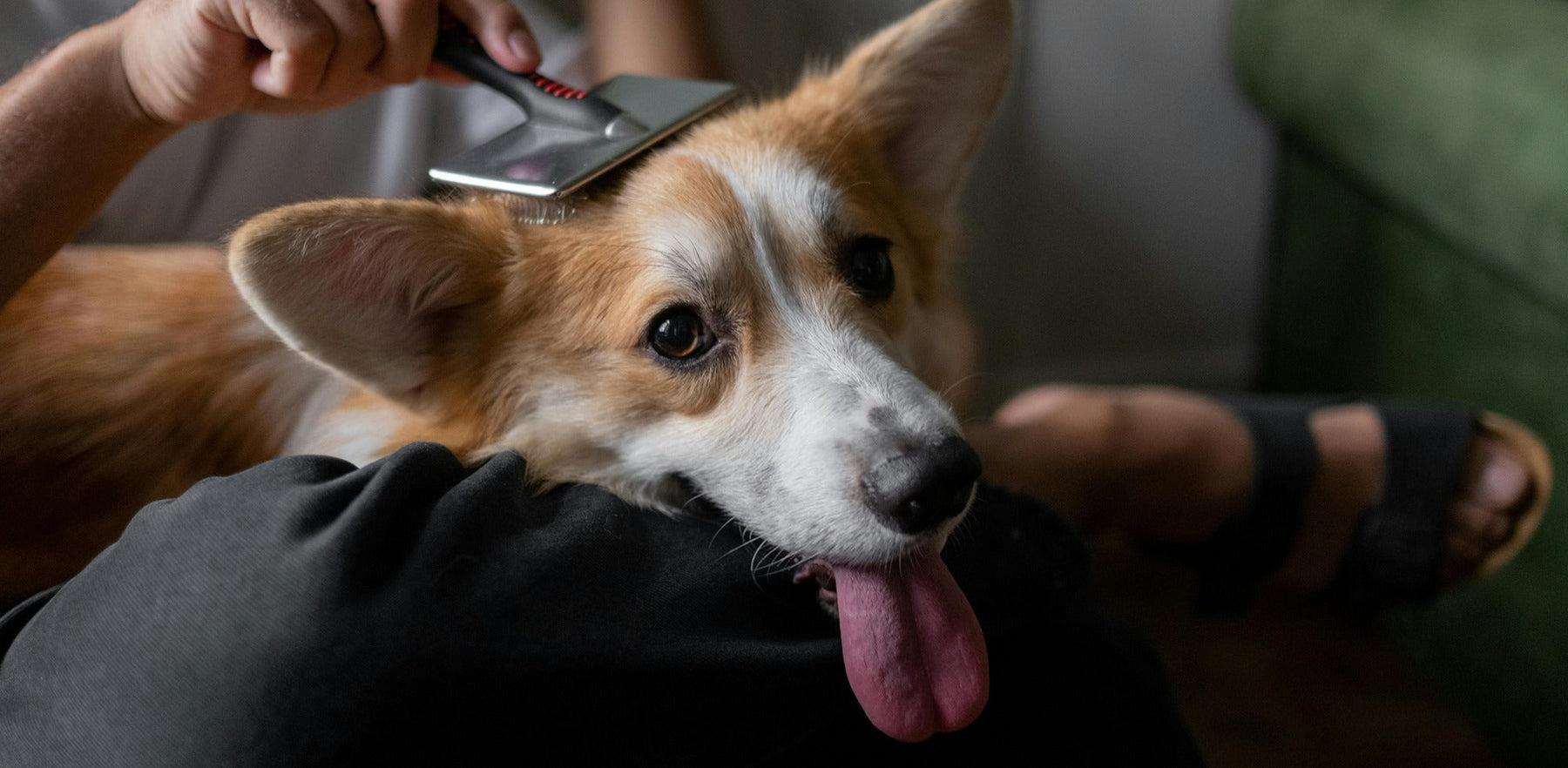 corgi being brushed