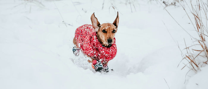 dog running through snow