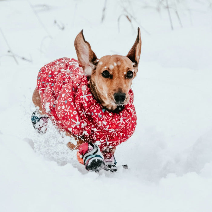 dog running through snow