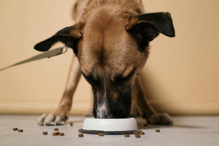 dog eating dr y food
