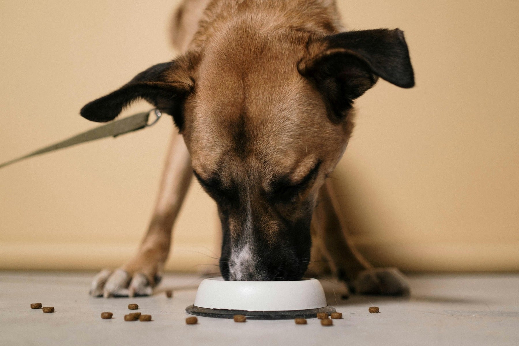 dog eating dr y food