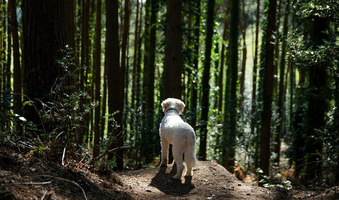 dog looking out into woods