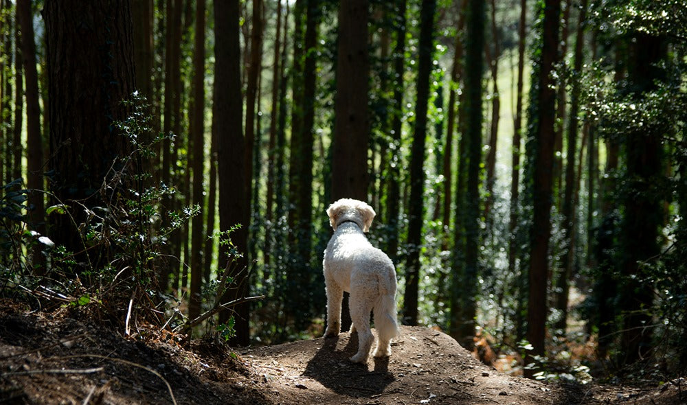 dog looking out into woods