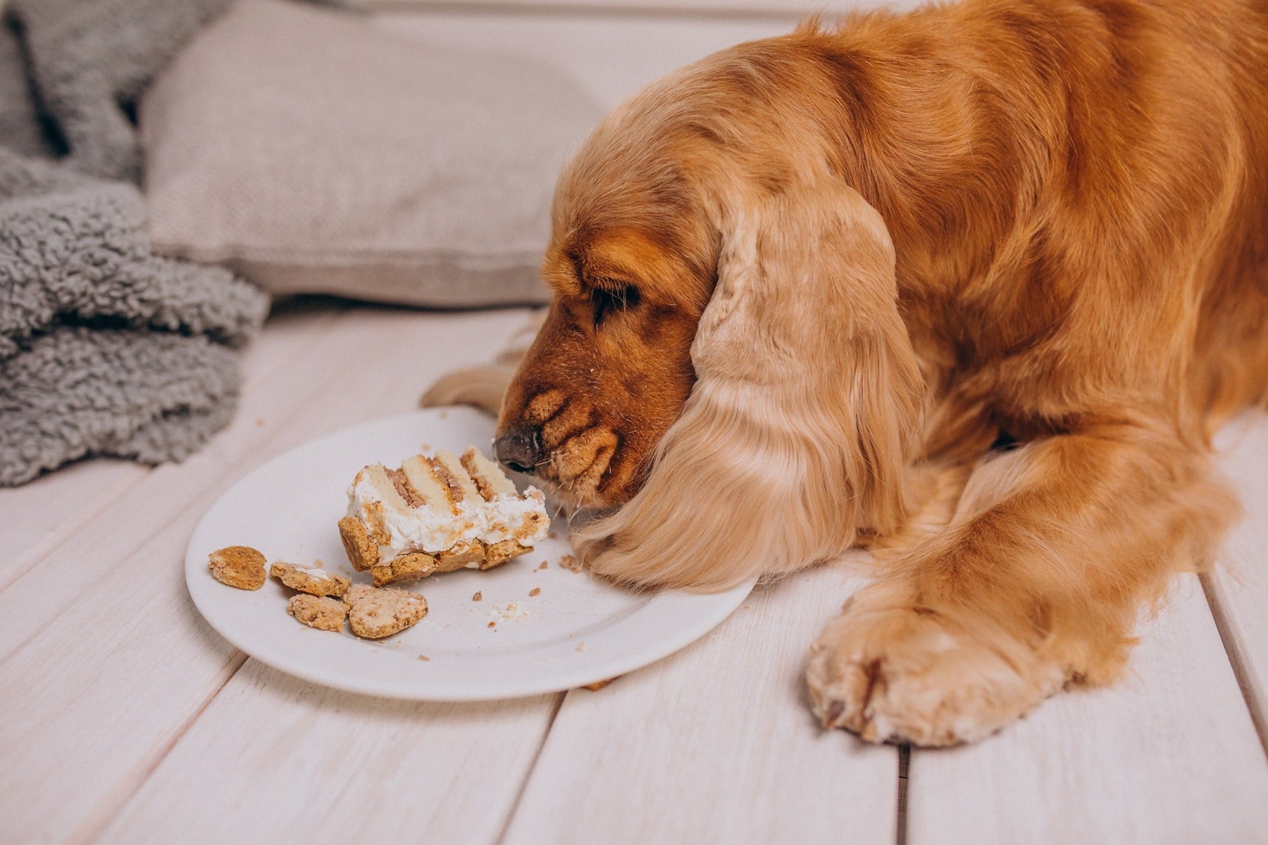cocker spaniel smelling a cake on a plate