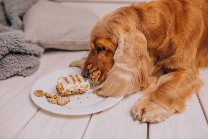 dog treat recipes