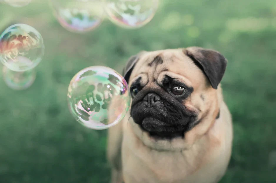 dog bubbles