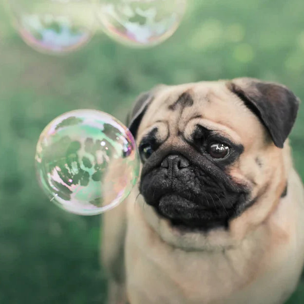 dog bubbles