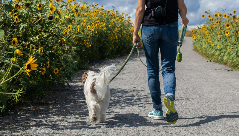 teach dog to walk to heel