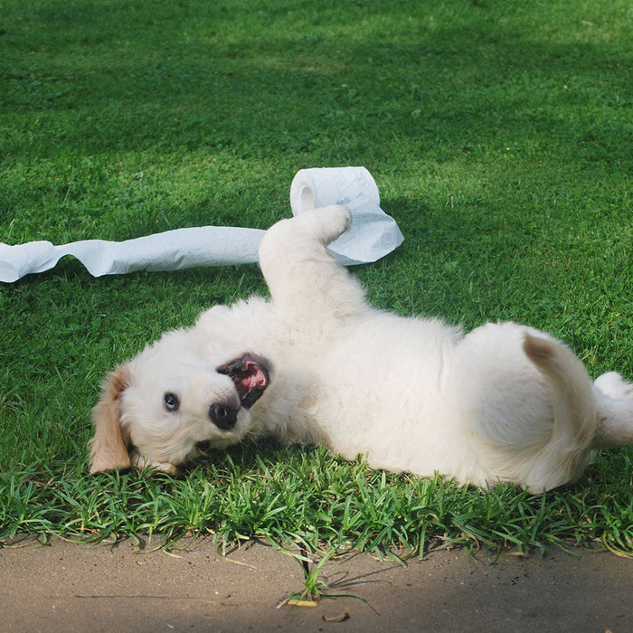 Dog being destructive 